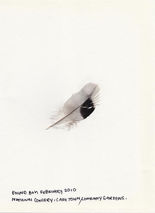 found-sea gull feather 